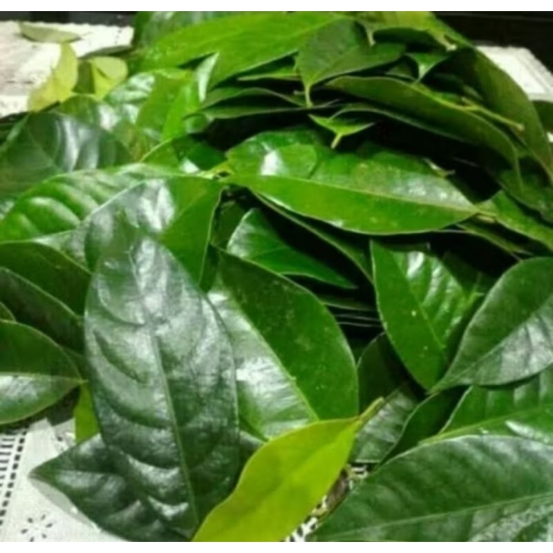 

Daun pala segar per 100 lembar pupuk tanpa bahan kimia di pitik saat ada ordrr