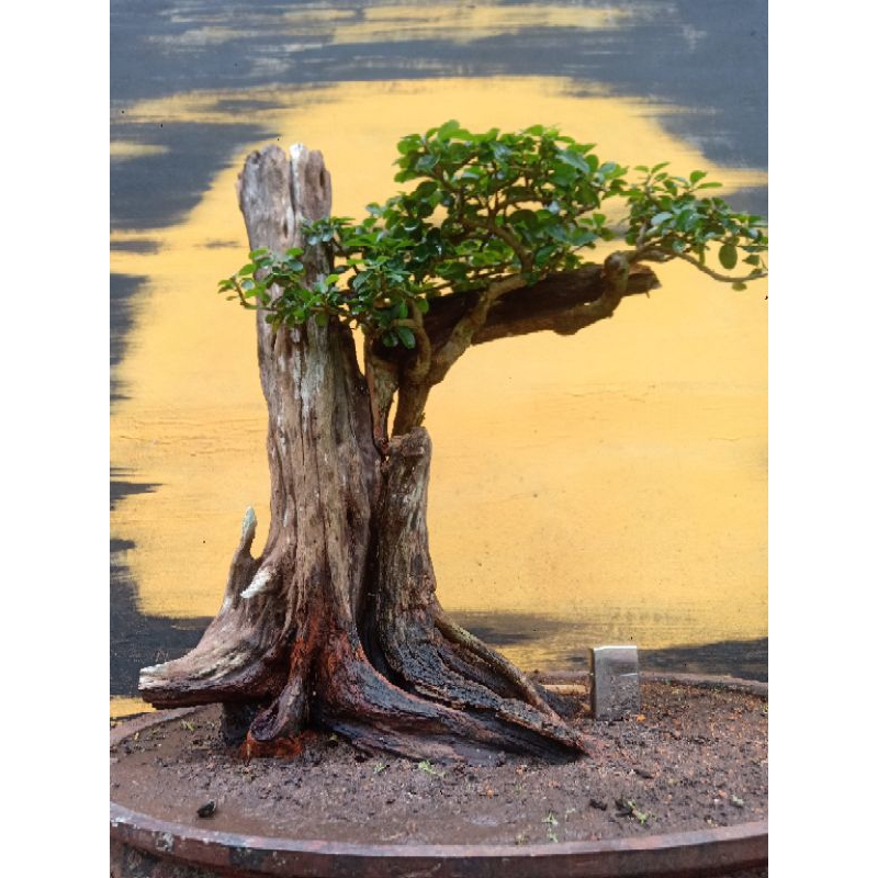 BONSAI SISIR KALIAGE SARKALI