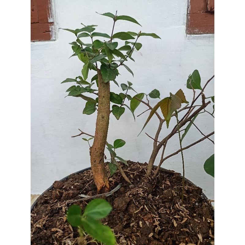 bahan bonsai dewan daru atau cermai