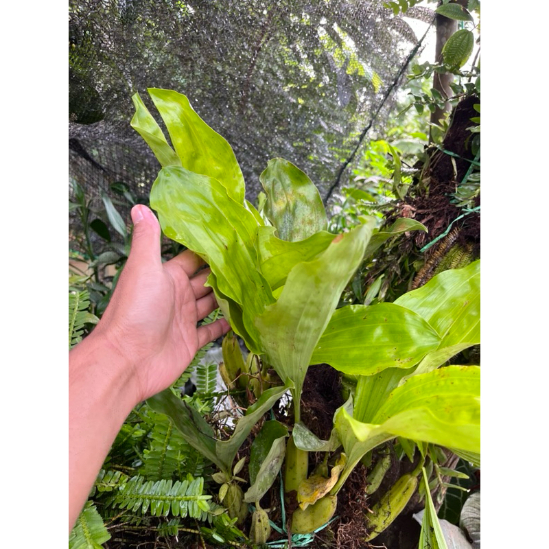 anggrek hutan