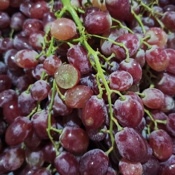 

[MANIS GARING KIRIM INSTAN/SAMEDAY] Anggur MINI Crimson Manis Segar Non Biji