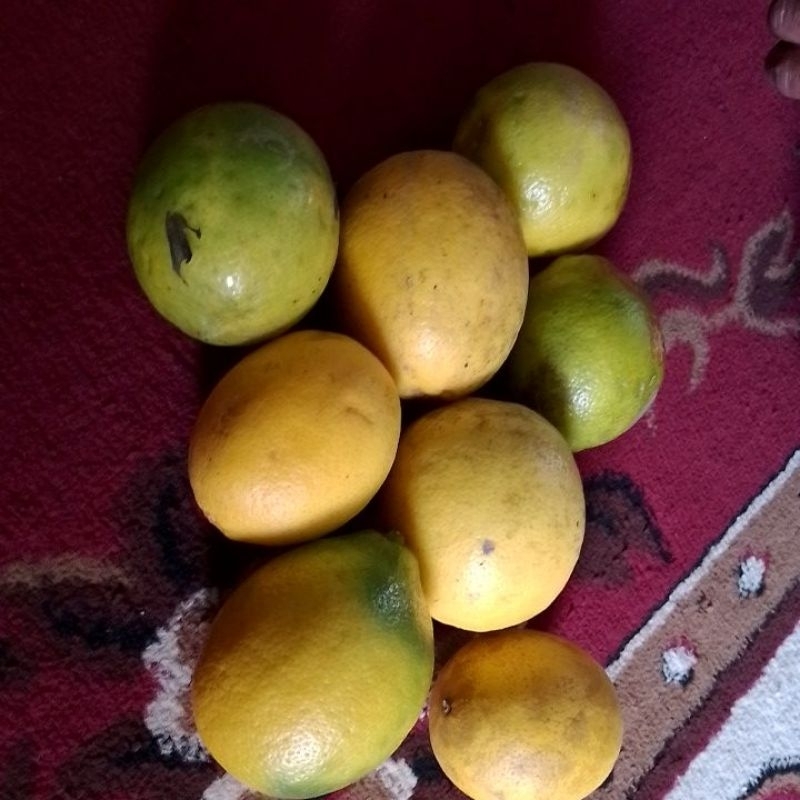 

Jeruk Lemon