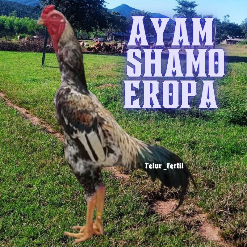 

telur ayam shamo eropa ori bisa untuk di tetaskan