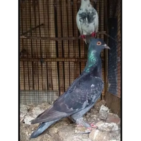 Burung Merpati Satuan Jantan/Betina