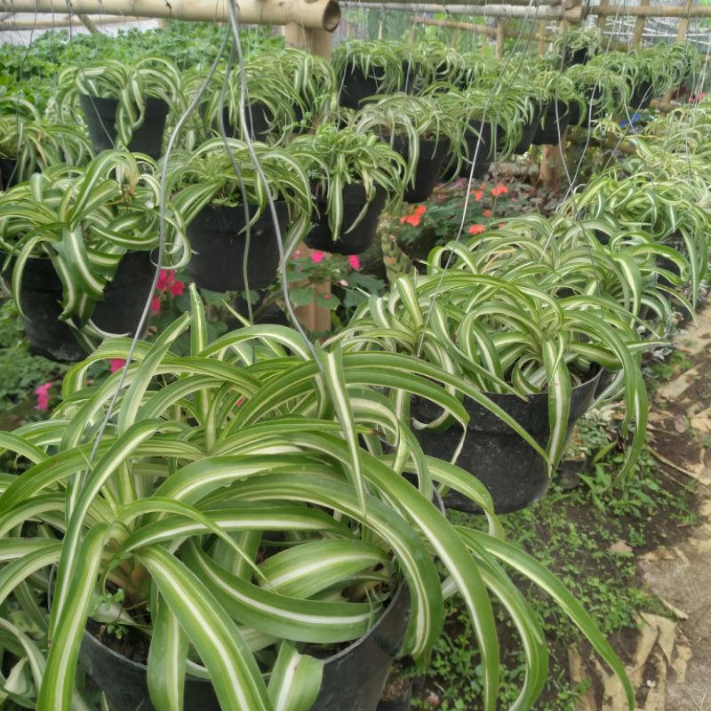 Tanaman Hias Hidup Bunga Gantung Spiderplant Mudah Dirawat Tahan Panas