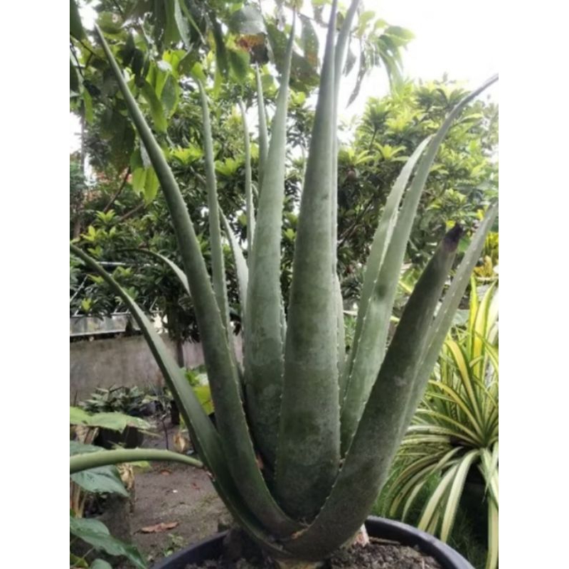

daun lidah buaya segar