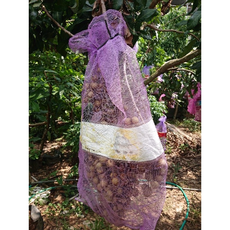 

Kelengkeng Kinglong Premium Quality