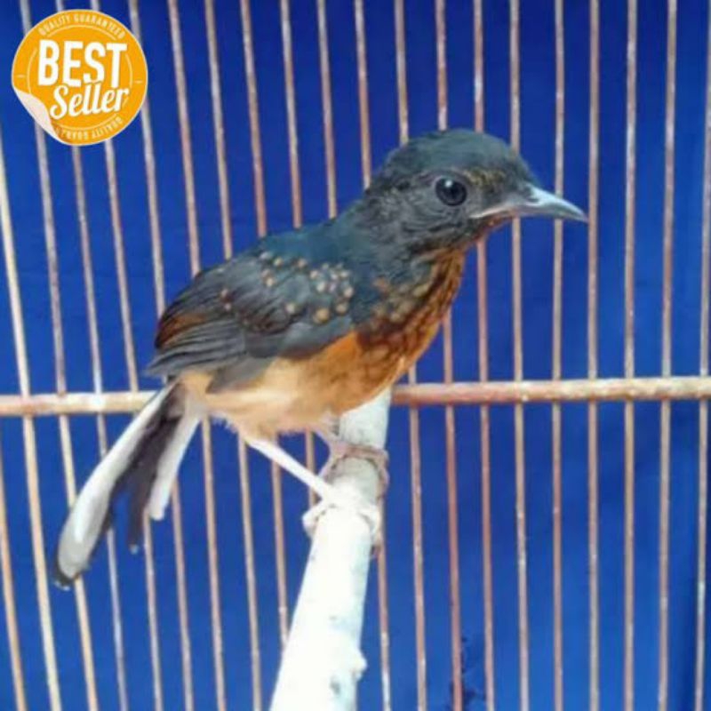 BURUNG MURAI BATU TROTOL FULLSET JAMIN JANTAN ( SUDAH TEMBUS METALIK )