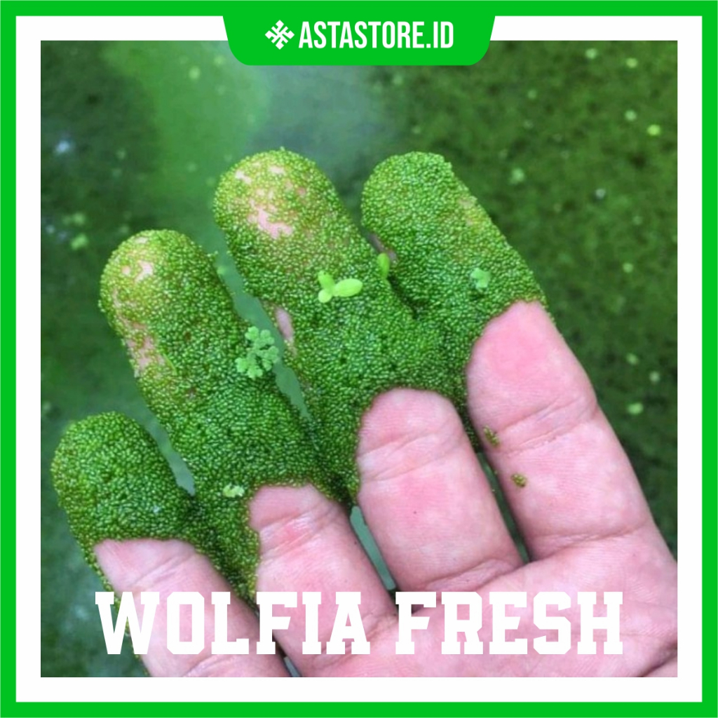 Bibit Wolfia/Tanaman Air Wolfia