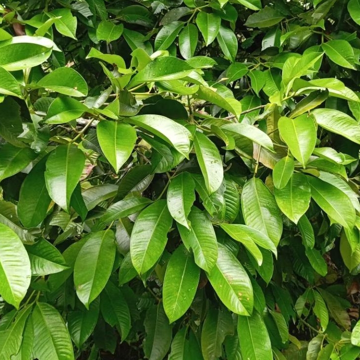 

Daun manggis segar petik langsung 1 kg