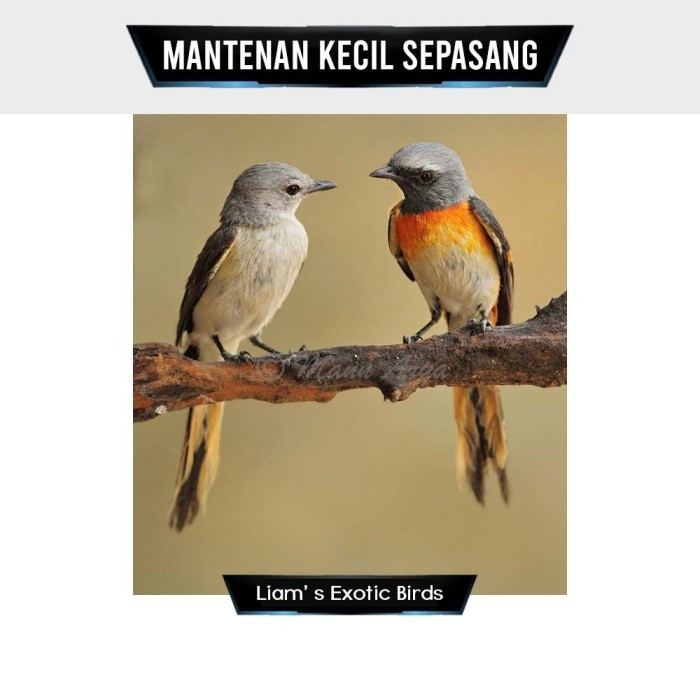 Burung Mantenan Kecil Pilihan Sepasang
