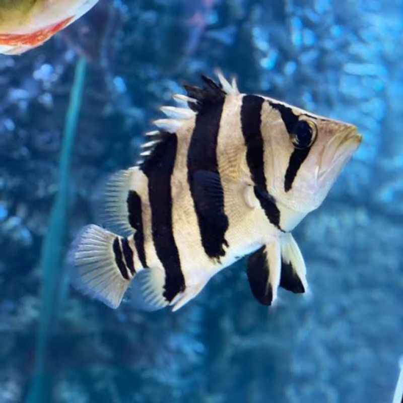 Ikan Datz Tiger (khusus pengiriman Instan)