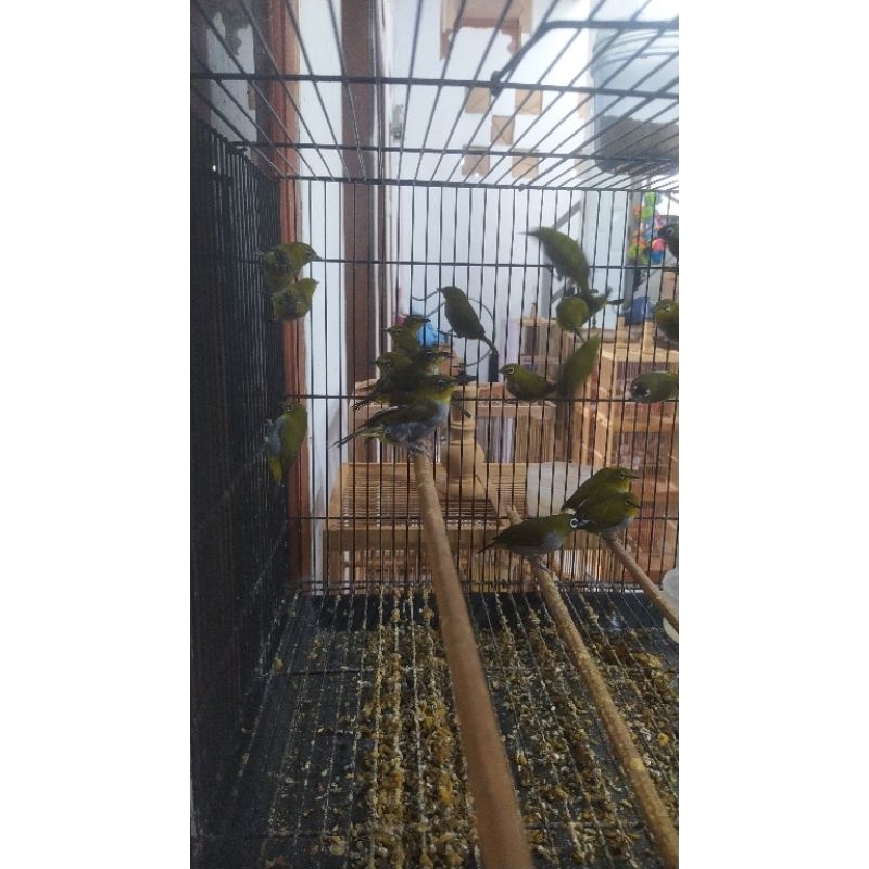 pleci bustomi bahan ombyokan