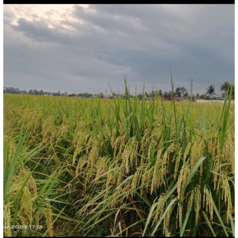 BENIH PADI MR 269 5KG