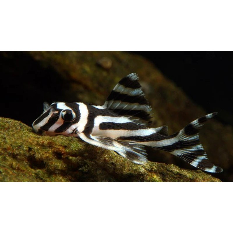 PLECO L46 L046 ZEBRA PLECO size 8-9cm