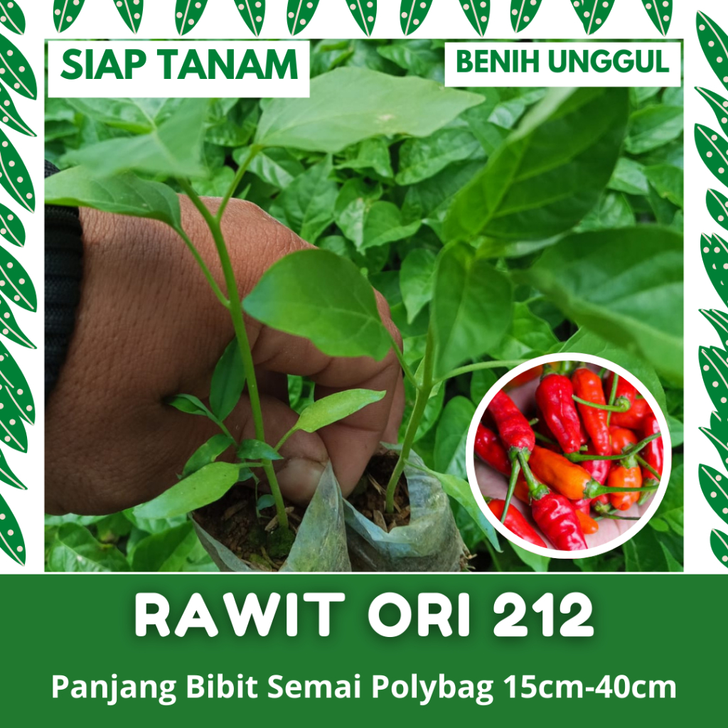 KHUSUS PULAU JAWA: 1 POHON BIBIT SEMAI CABE RAWIT MERAH ORI 212 CABUTAN SIAP PINDAH TANAM