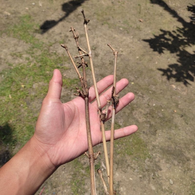 

Cabang bambu kering