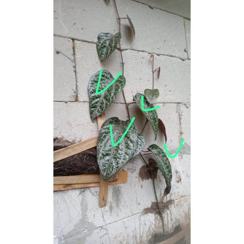 

SIRIH MERAH JUMBO STOK TERBATAS SESUAI GAMBAR