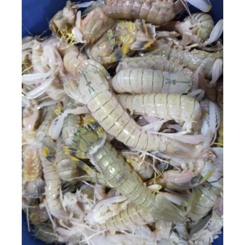 

Udang Kucing Fresh
