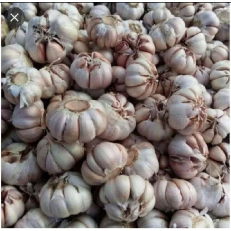 

(1kg)bawang putih senco