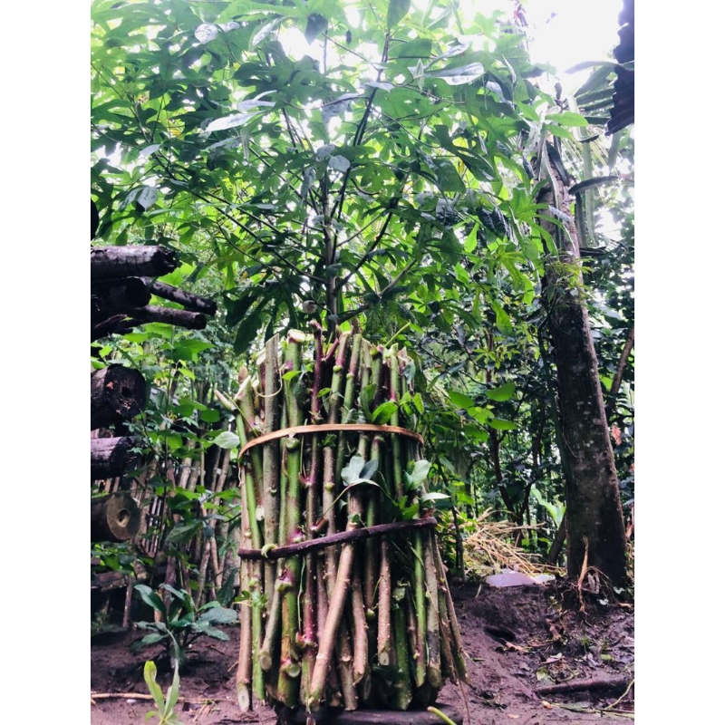 bibit telo Papua super,harga per 1kg panjang 35cm