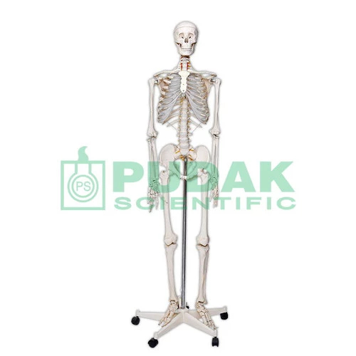 

Model Rangka Manusia, Rusuk Transparan, Plastik - Pudak Scientific