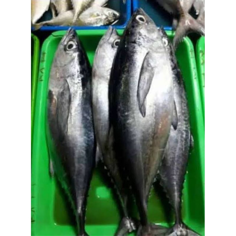 

Ikan Tongkol Hitam/ ikan Tuna Hitam segar fresh pasar pagi 500gram