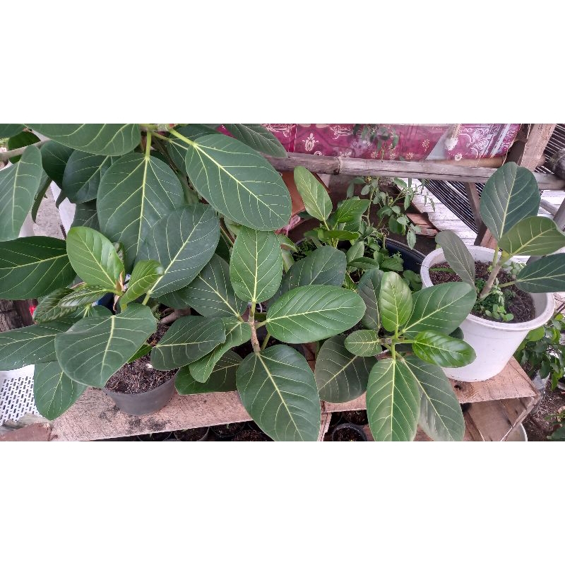 Ficus benghalensis audrey harga ekonomis