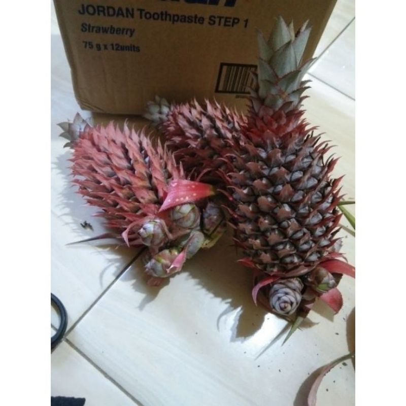 

NANAS MUDA SEGAR - 1 buah