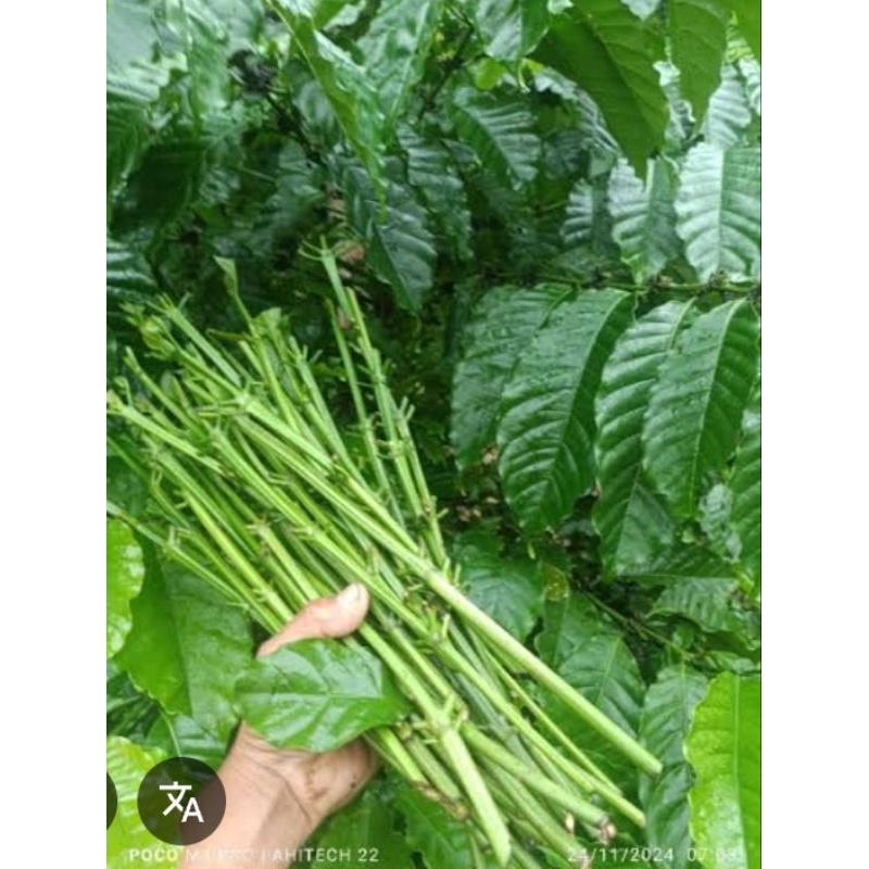 entres kopi lampung lancuran/entres air 30 ranting