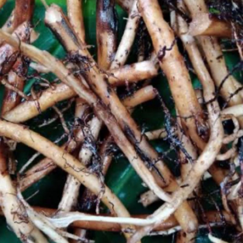 

Akar pohon pisang segar petik langsung 1 kg