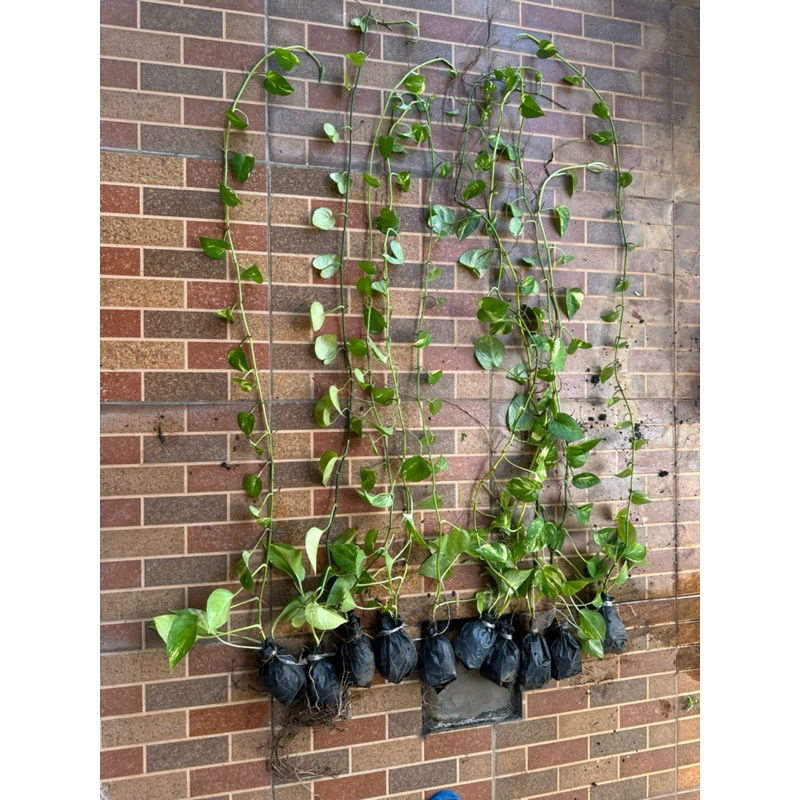 Sirih gading / sri gading panjang 1m atau 100cm