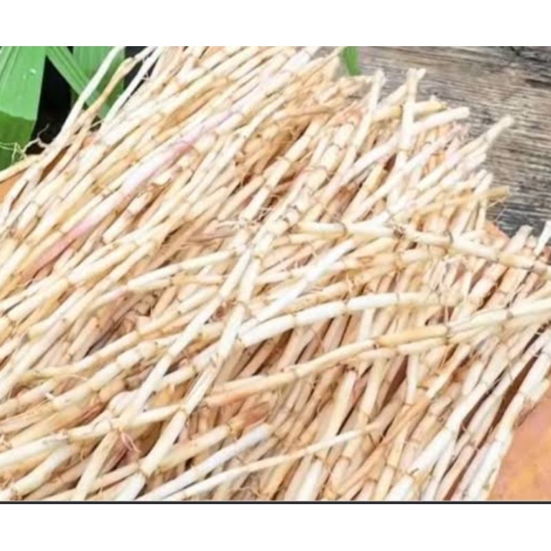 

Akar alang alang fresh/segar