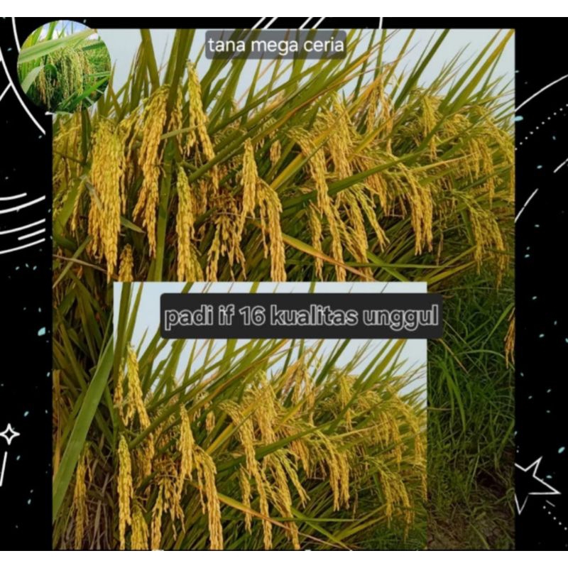 BENIH BIBIT PADI IF16 KEMASAN 1KG
