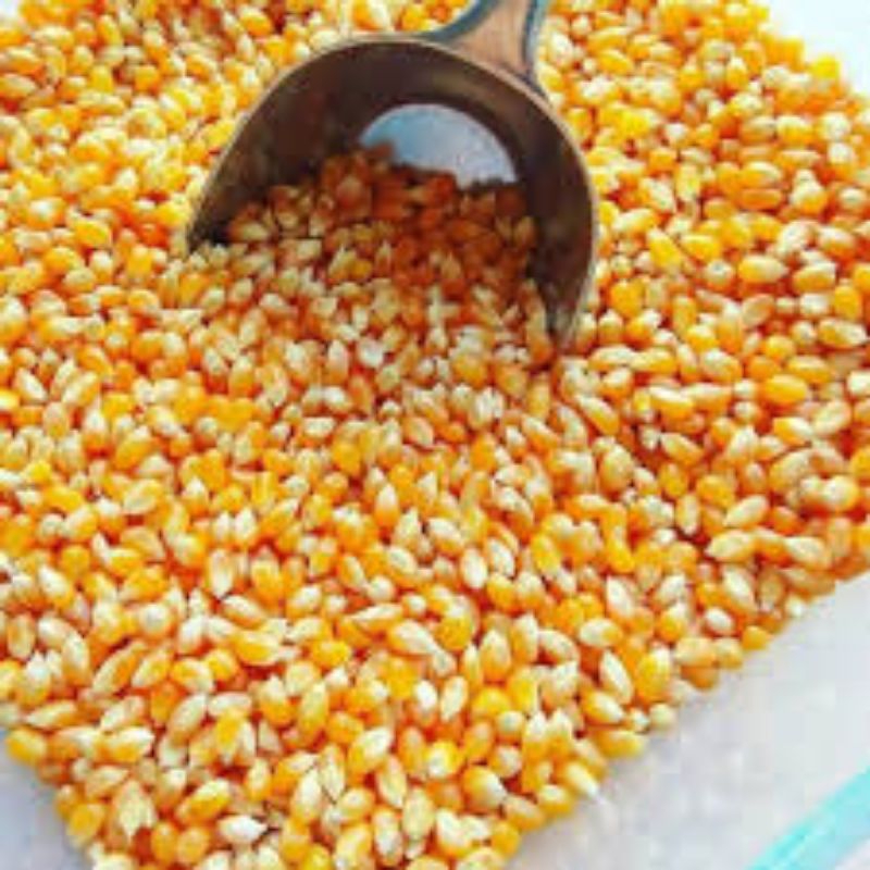 

Jagung Pop Corn 1kg