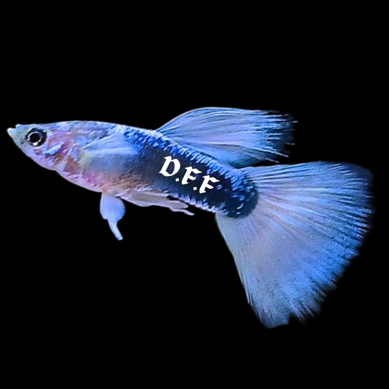 

kardus packing-half black white