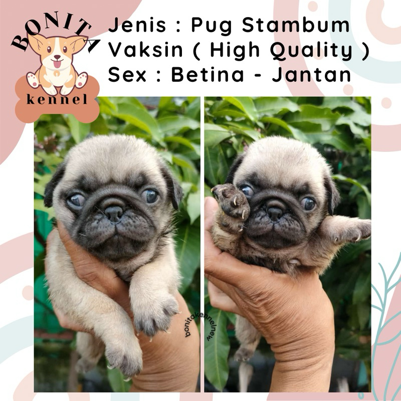 Pug Stambum Anak Anjing Pug Jantan Betina