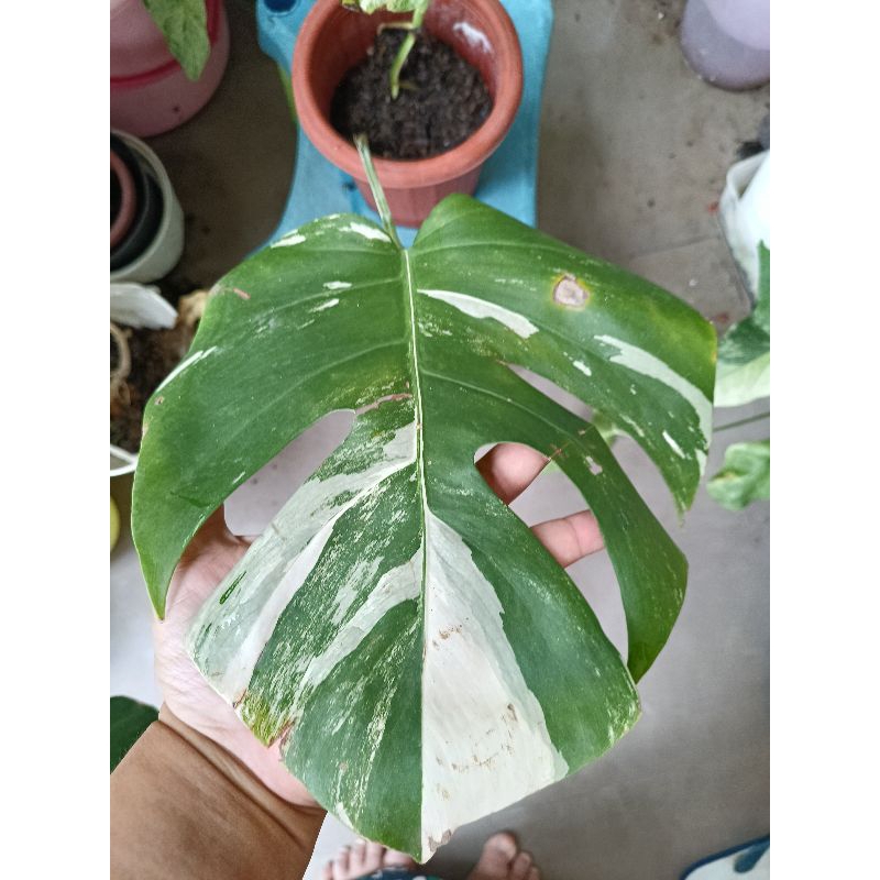 monstera varigata ekonomis