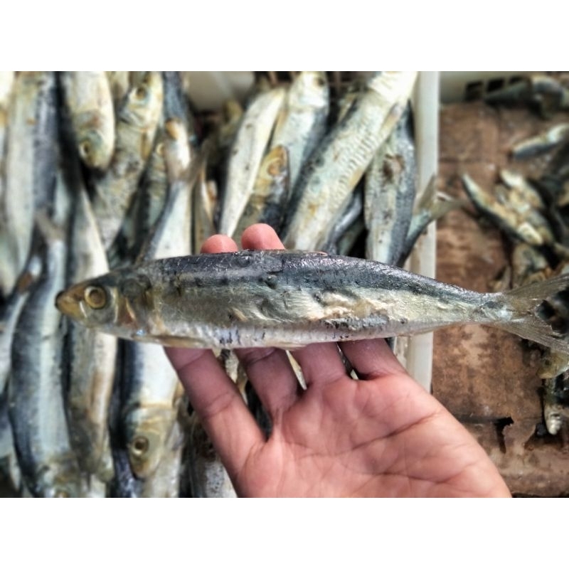 

Ikan asin japuh siro 1 kg