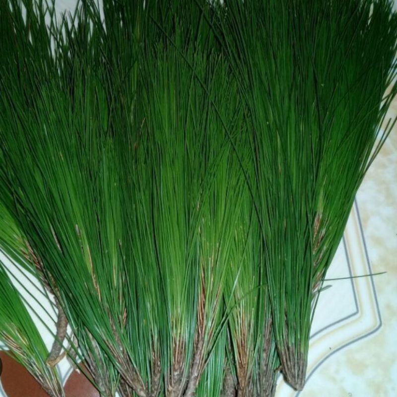 

Daun pinus segar kondisi utuh paket 500 gr