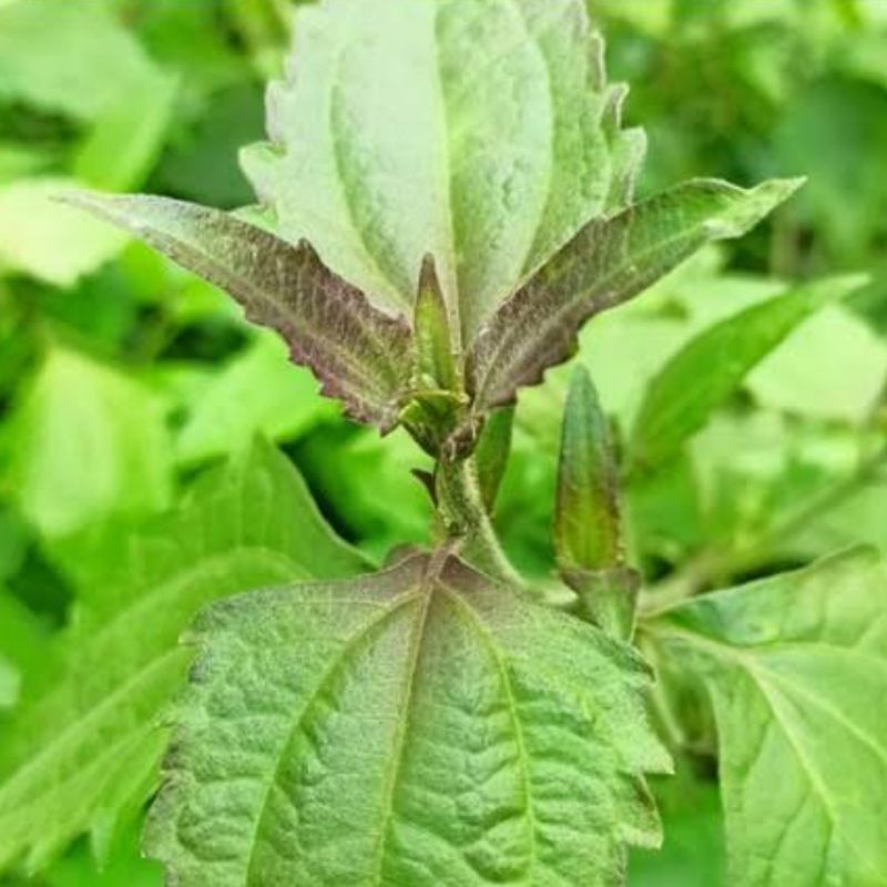 

Daun kopasanda segar petik langsung paket 1 kg