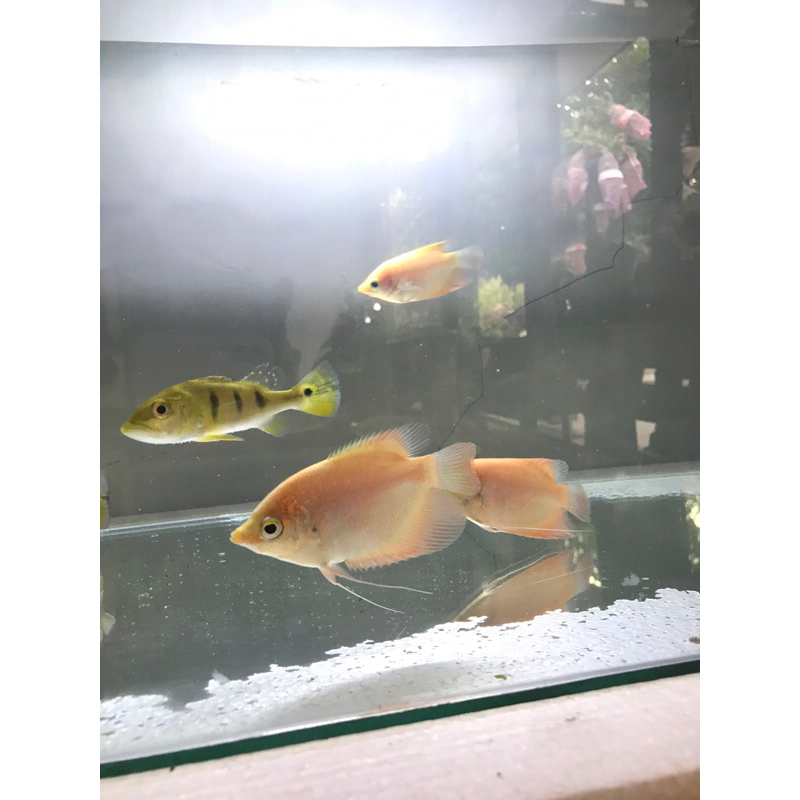 Ikan gurame padang 4/5 jari