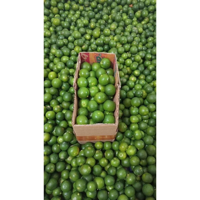 

1kg jeruk Sonkit jeruk kasturi jeruk kunci (ukuran besar)