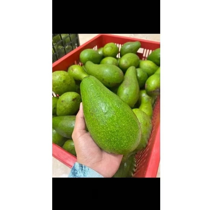 

Alpukat super 1kg isi 2/3/4
