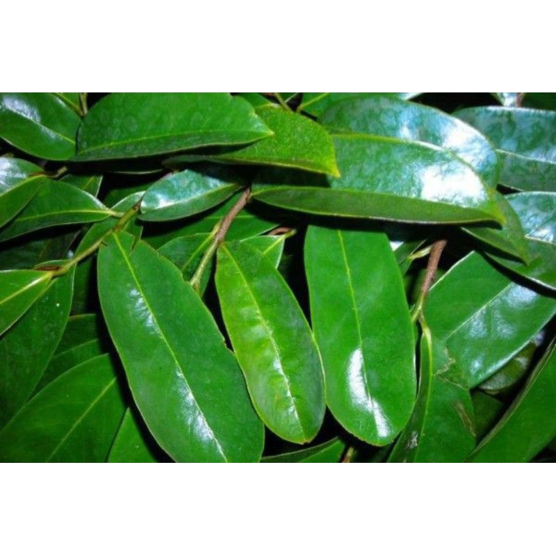 

Daun sirsak Fres baru petik per 50 lembar,daun sirsak obat herbal tradisional terlaris