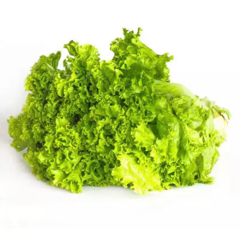 

selada keriting/ selada untuk lalapan