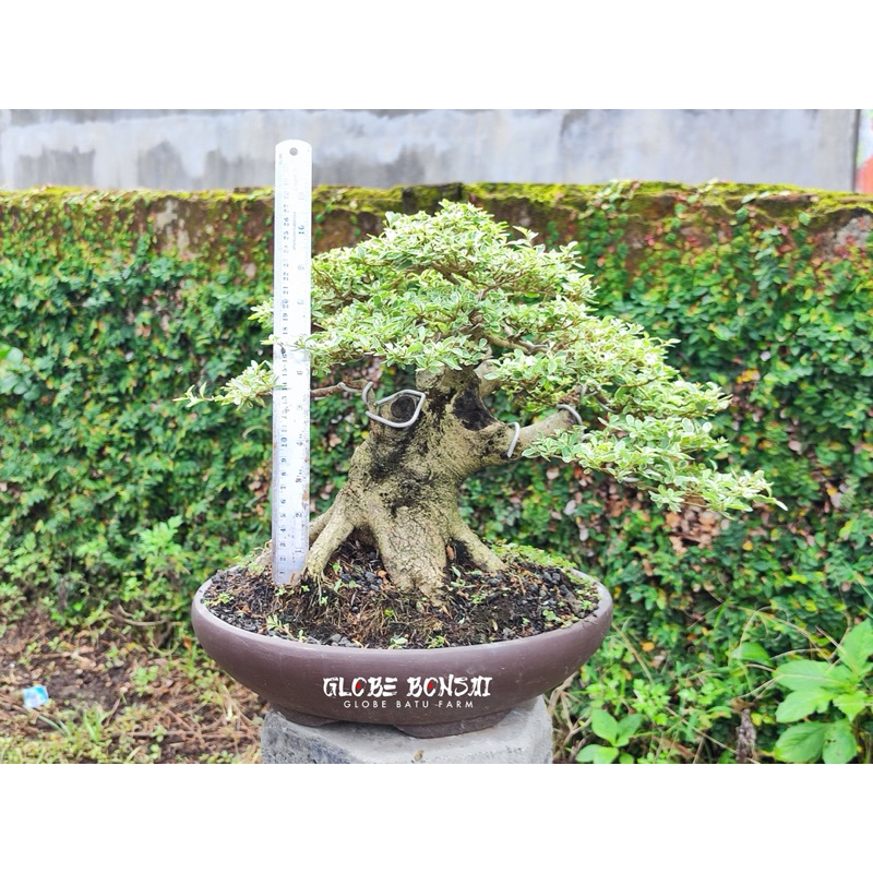 Bonsai Lyhgustrum Varigata - Globe Bonsai