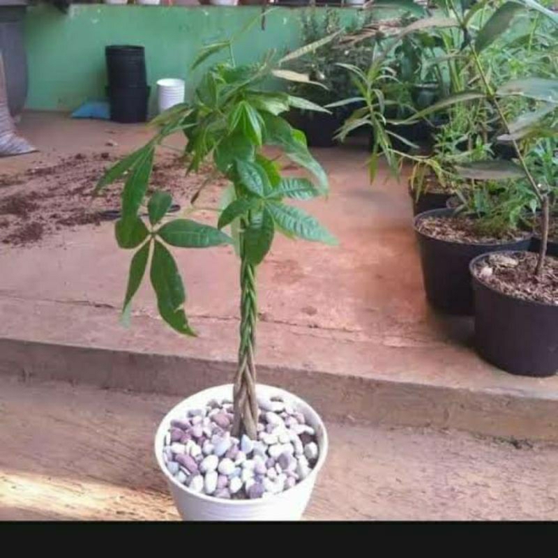 Tanaman hias pacira kepang 3 tanaman hias pacira