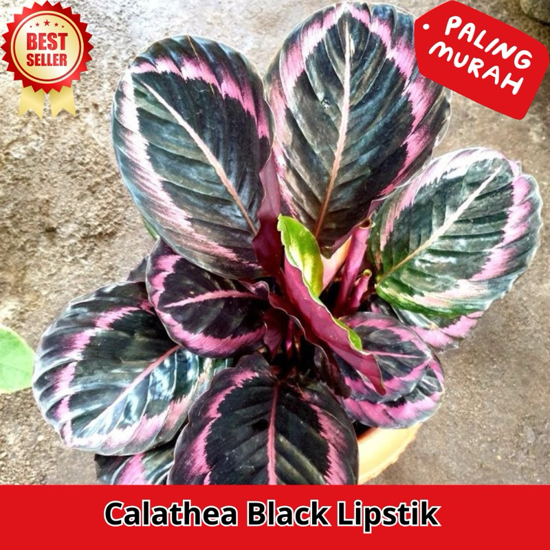 Tanaman hias Bunga Calathea Black Lipstik Dewasa Rimbun