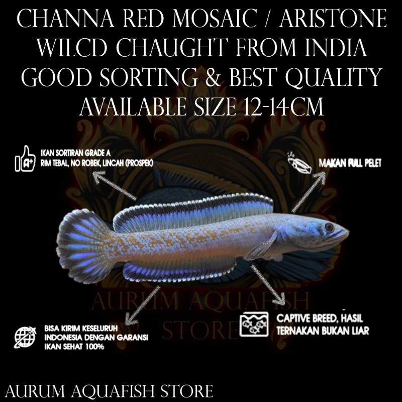 Stiker Tempel Channa Red Mosaic Spek Display Grade A+ - Channa Gabus Hias - Channa Red Mosaic